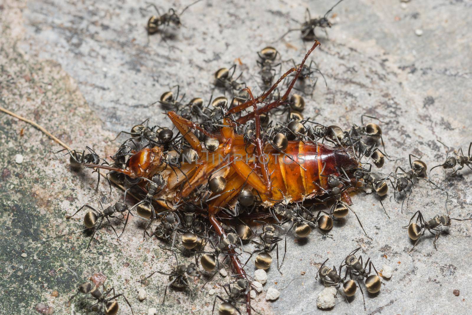Ant colonies eat cockroaches.