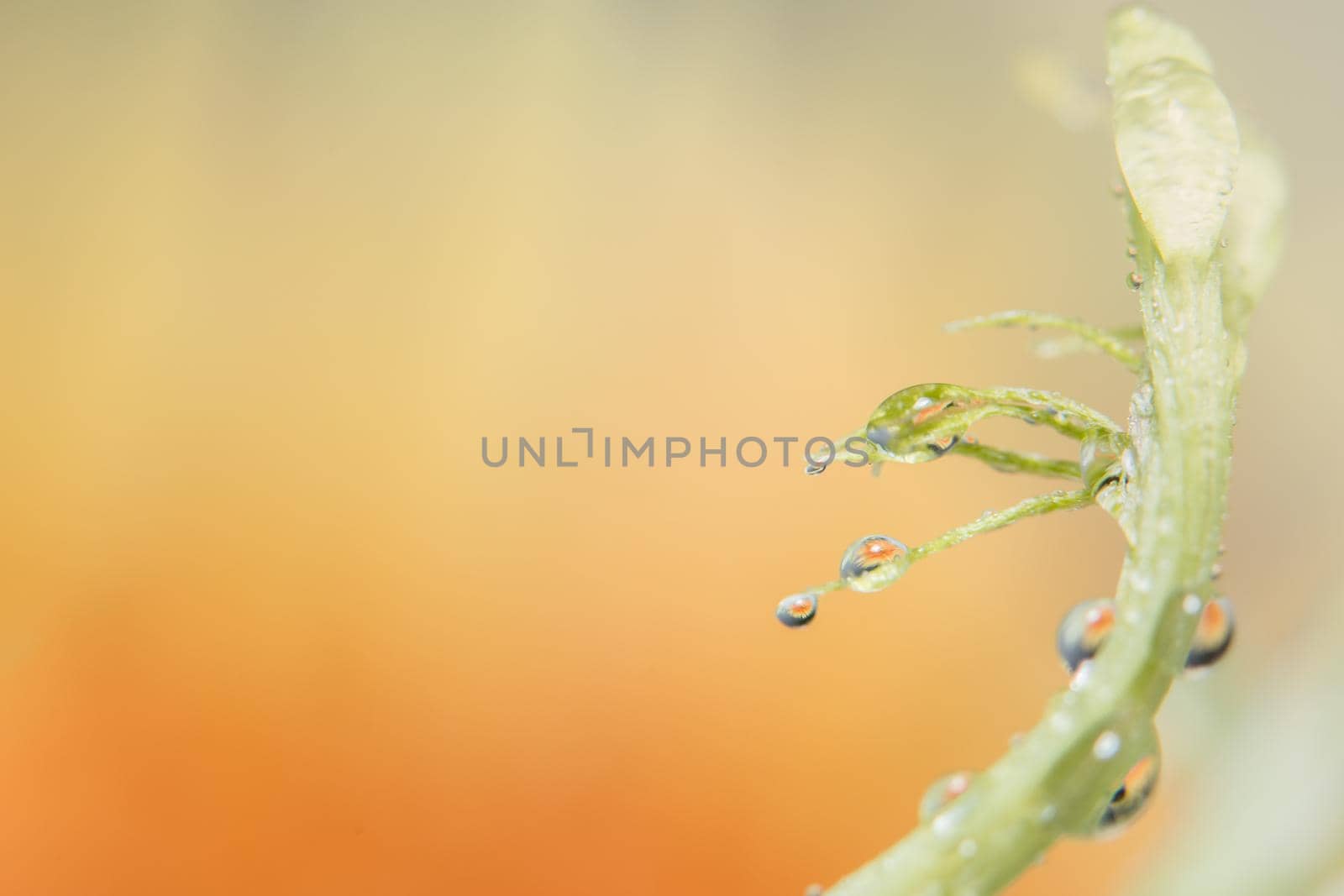 Background macro water droplets on the petals