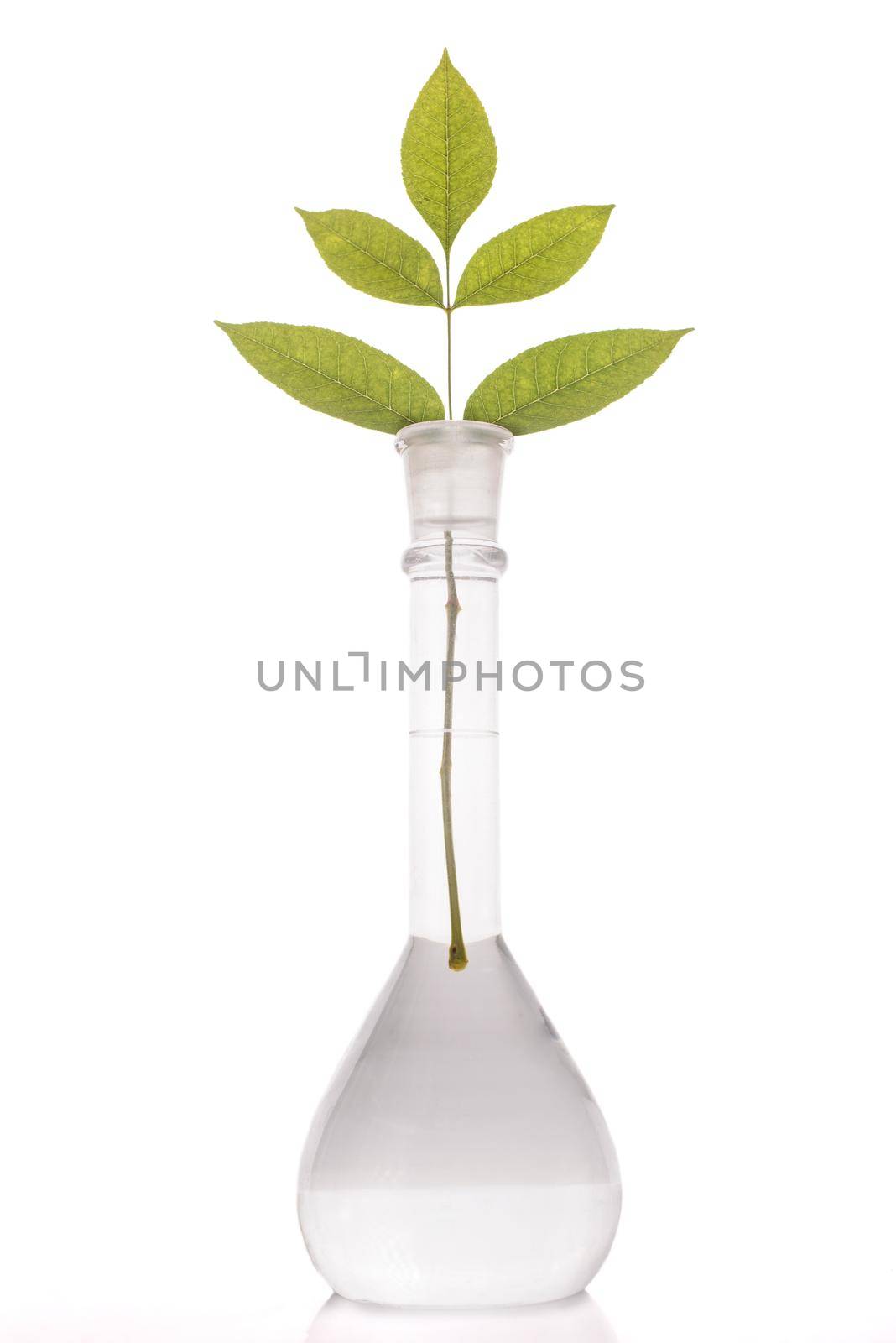 Green leaves in flask with a liquid on white background.