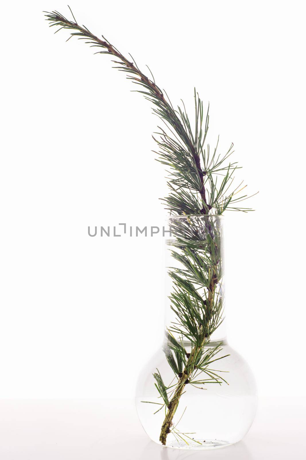 Green tree branch in a flask with water on white background