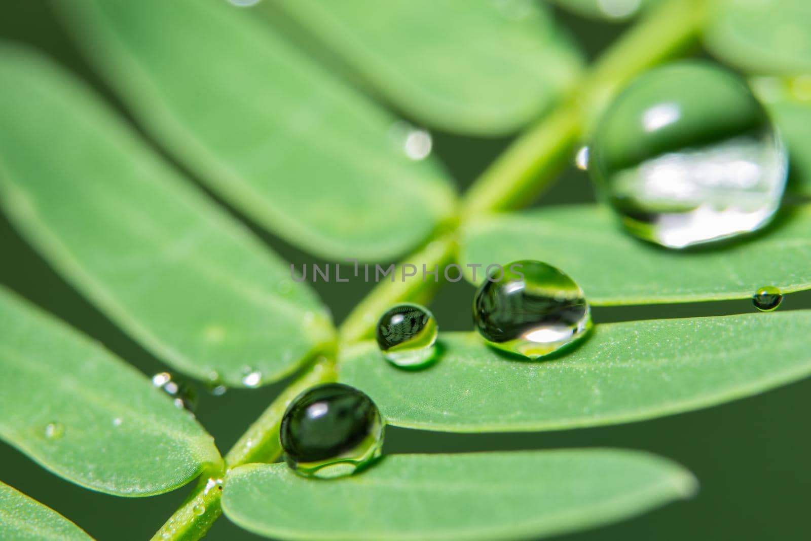 Macro water drops on plant by yayimage