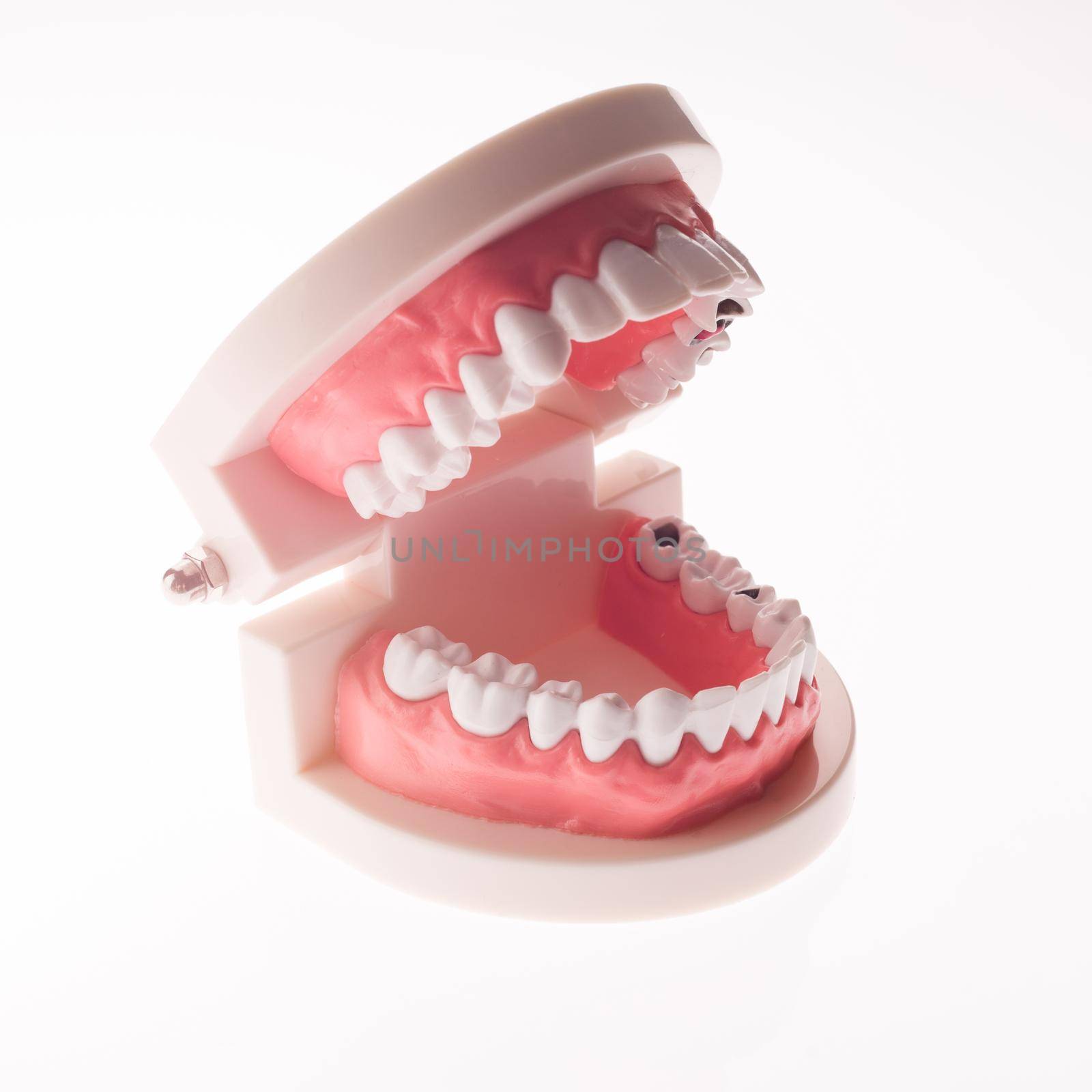 Training dental jaw layout on a white background by zartarn