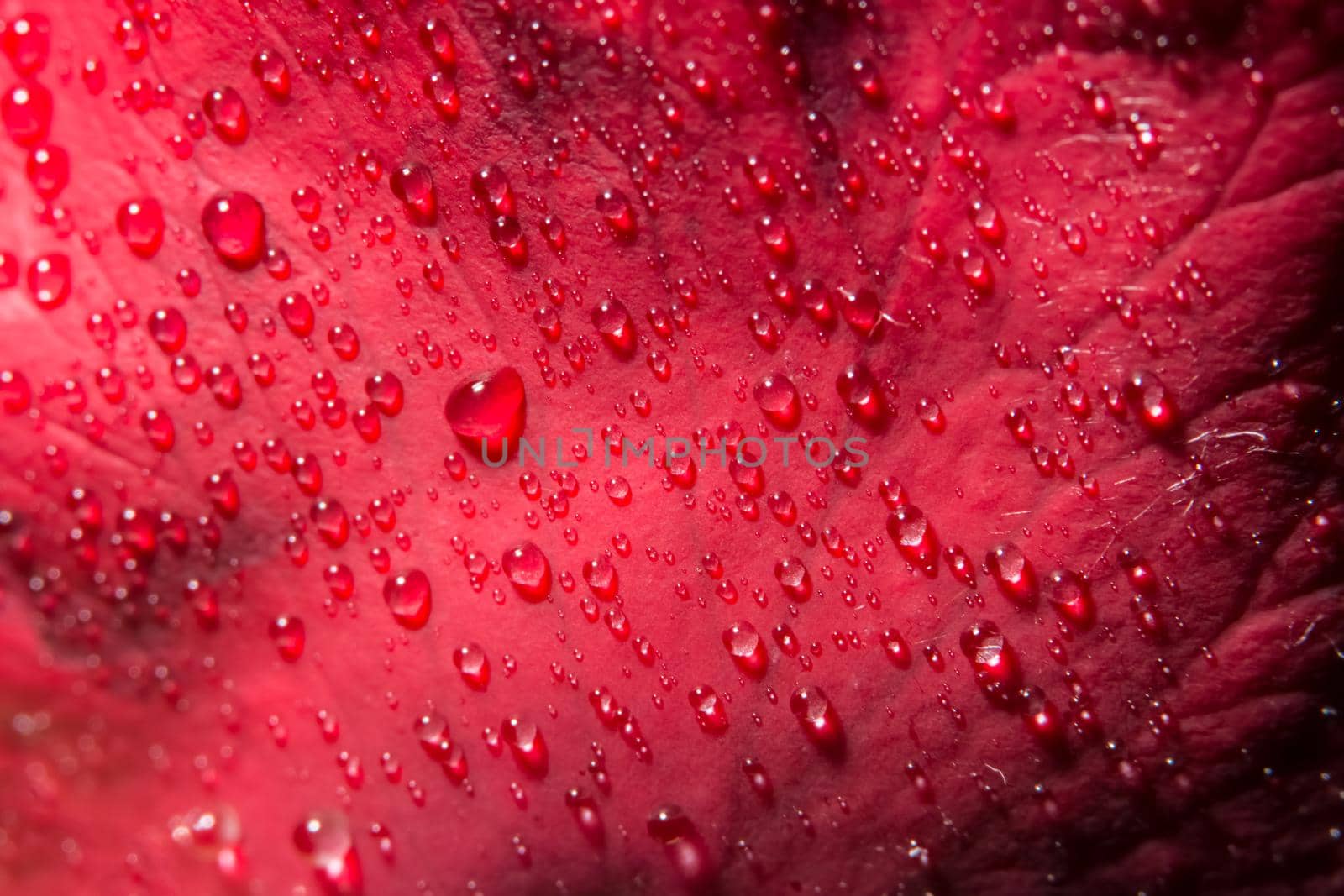 Macro background of water drops on red roses