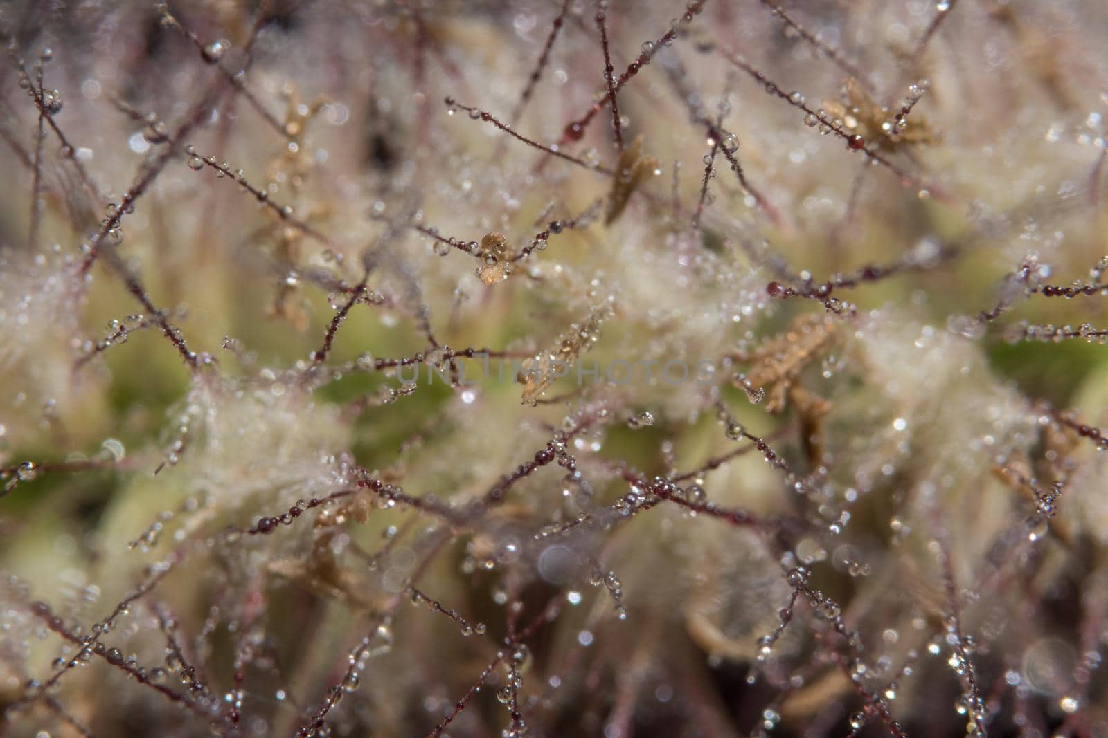 Background macro water drops on grass flowers