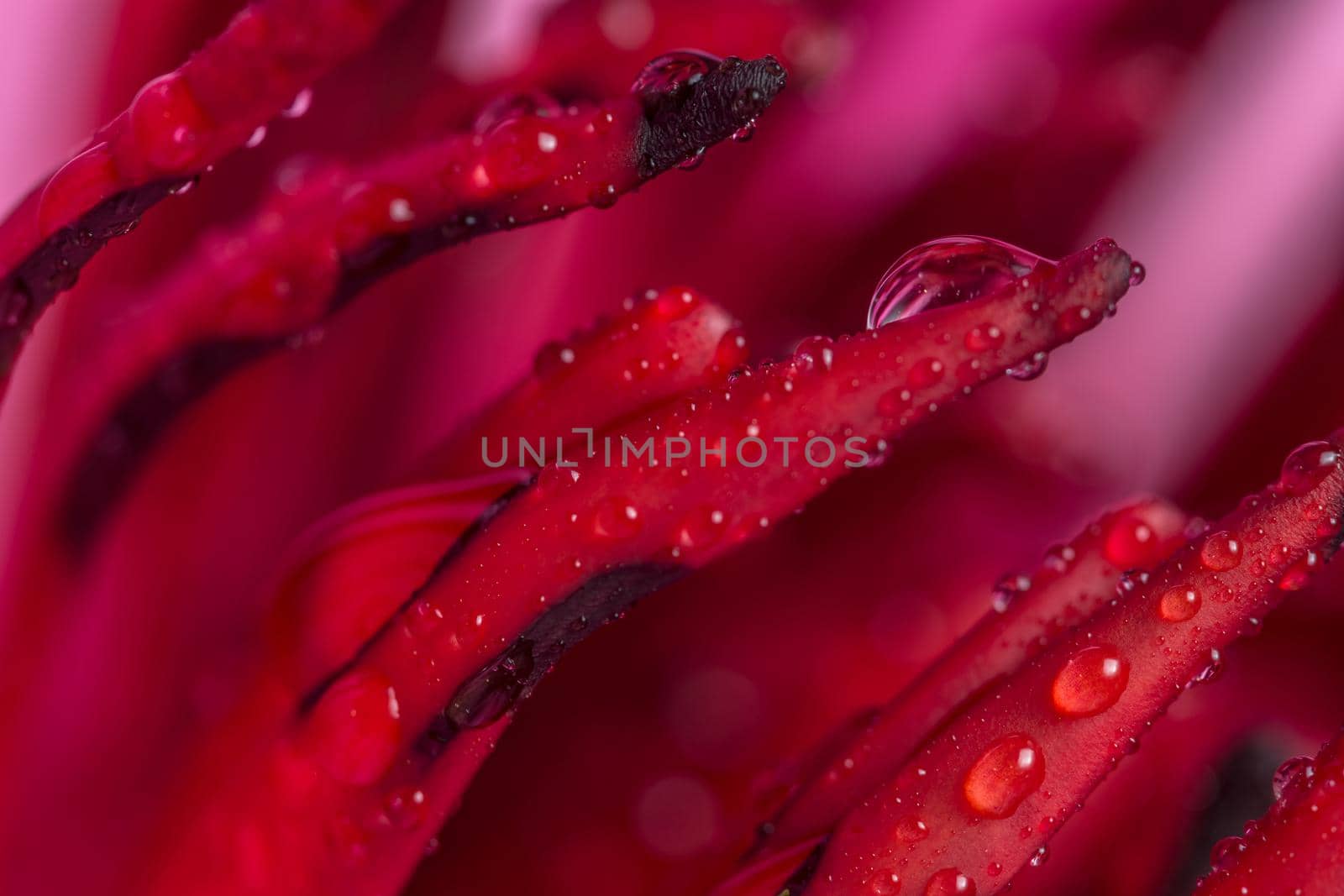Macro background drops on lotus petals by yayimage