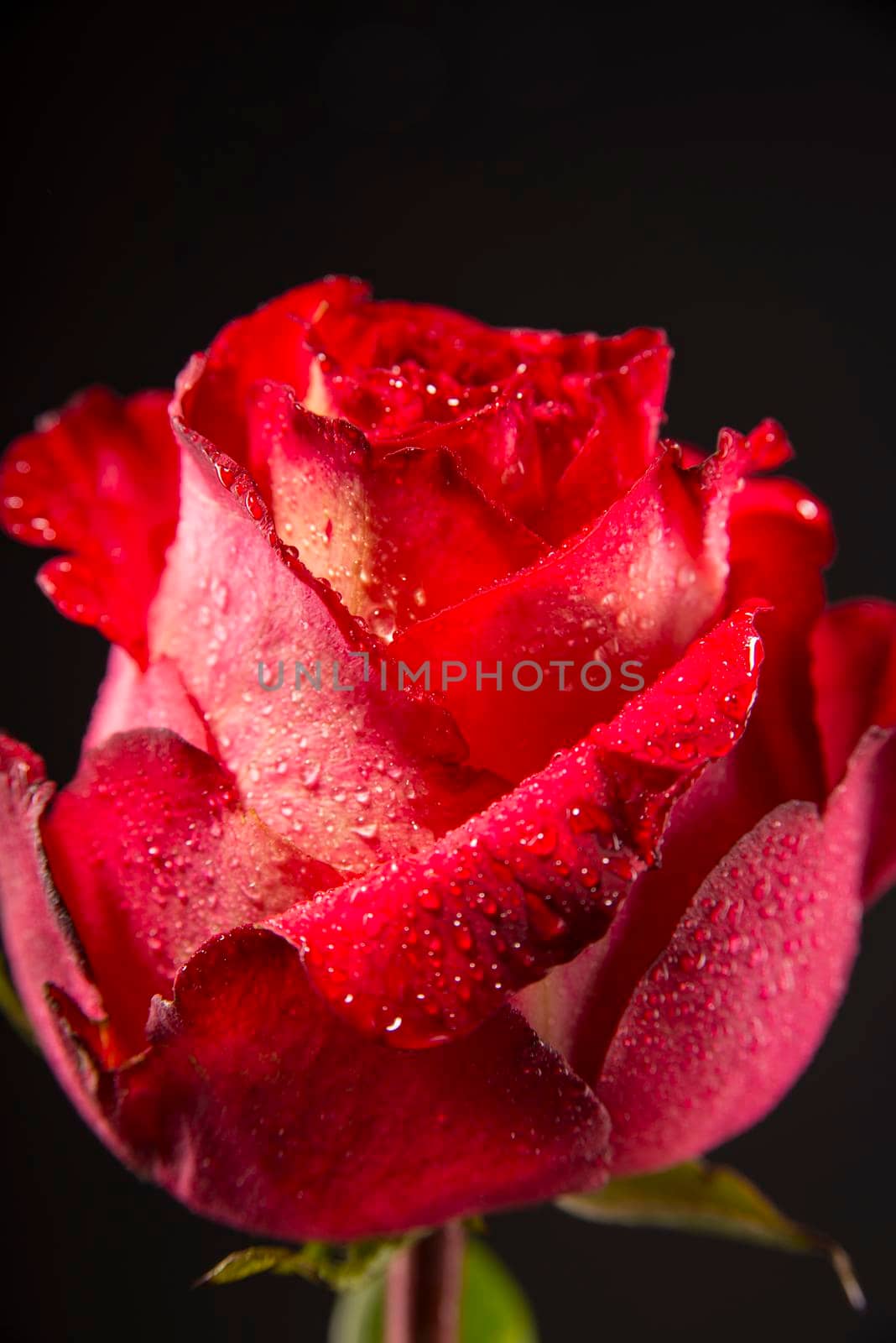 red white rose bud with water drops on a dark background.