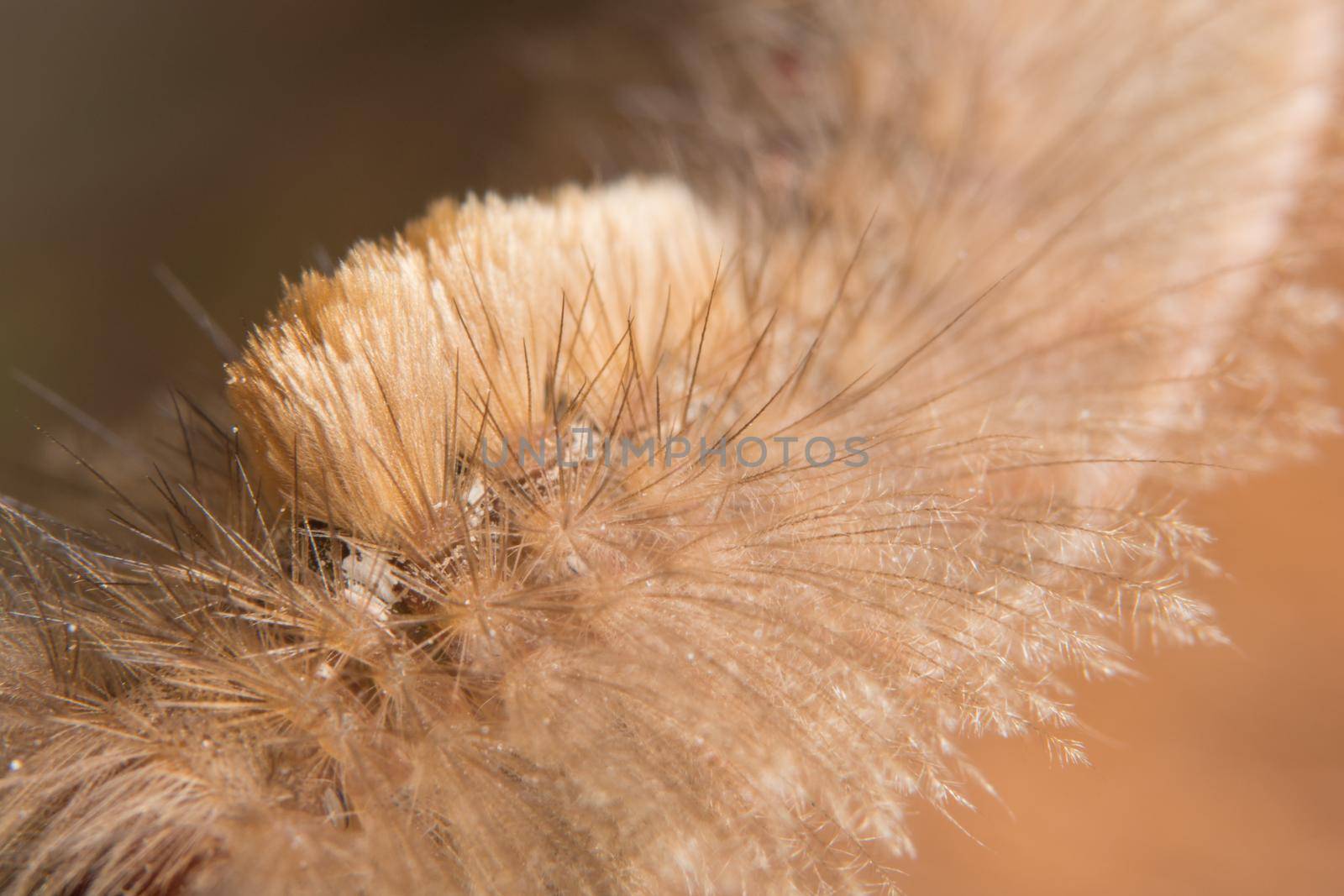 Brown worm macro on dried leaves by yayimage