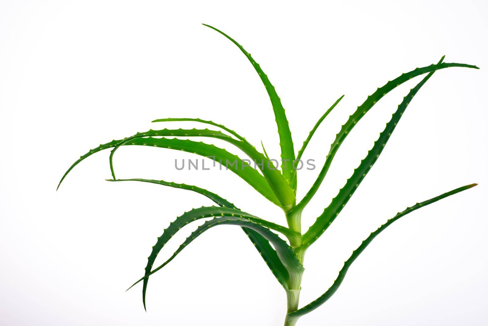 Aloe vera plant isolated on white.- image