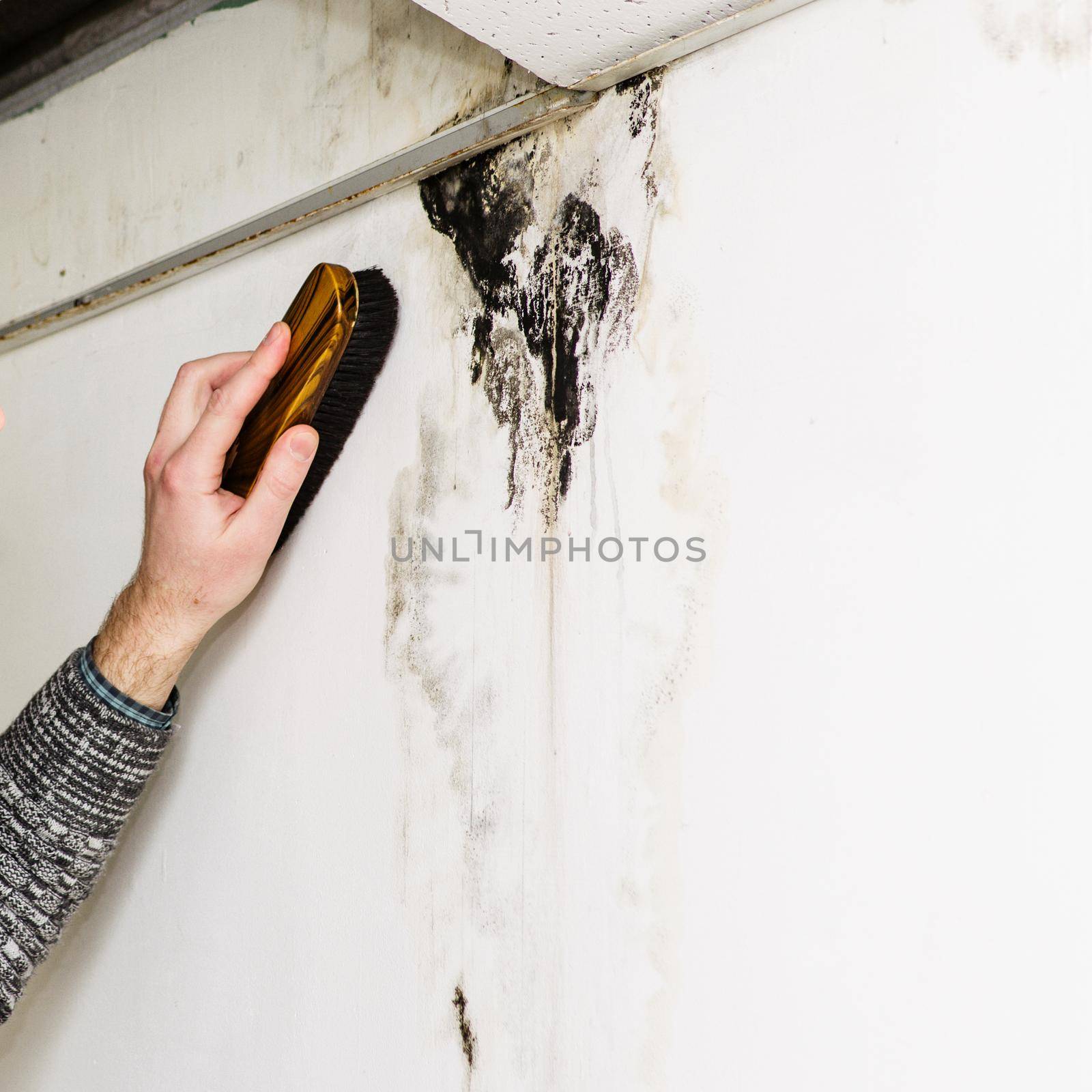 man's hand removes black mold on the wall after leakage - Image