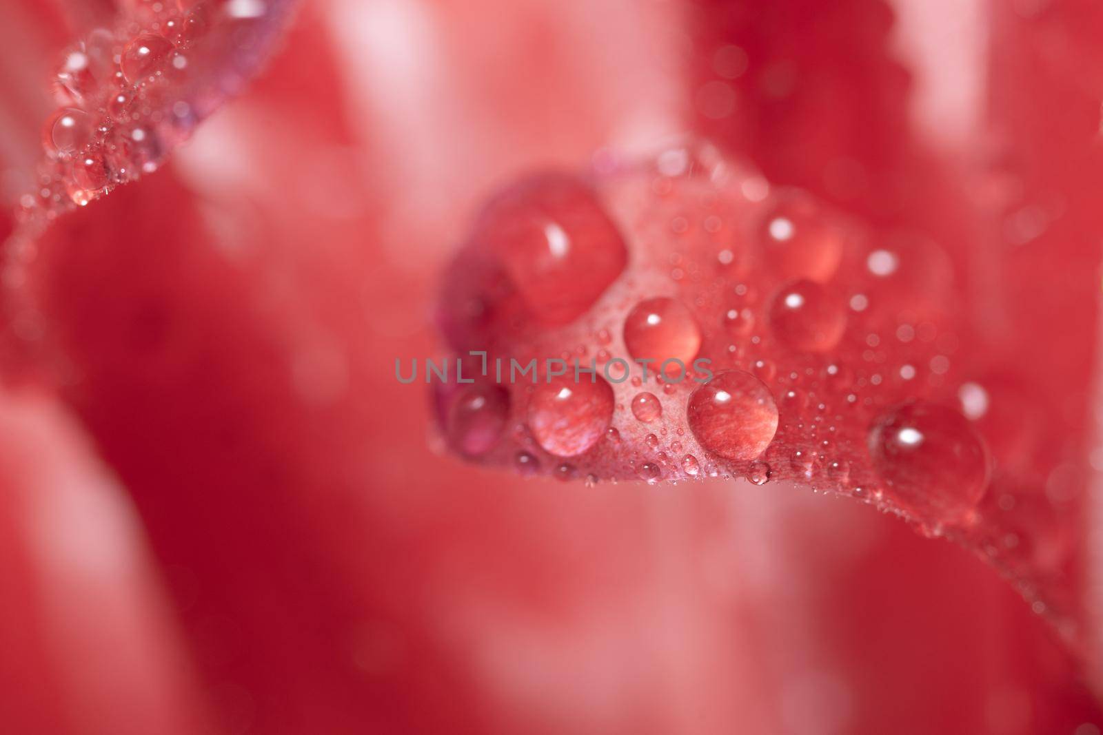 Macro background, water drops on pink flowers