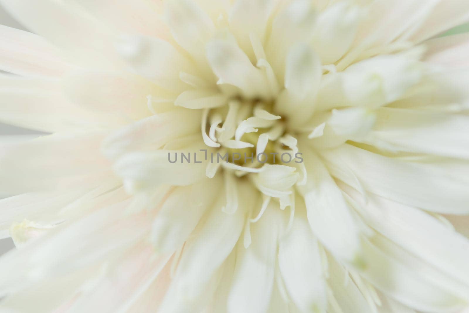 White flower macro background