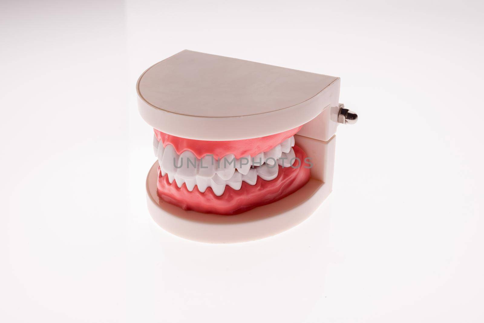 Training dental jaw layout on a white background - image
