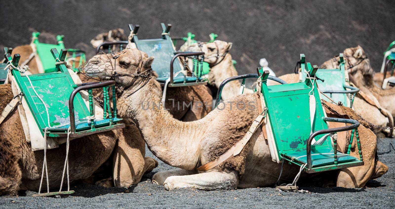 resting touristic camelcade on Lanzarote of the Canary islands