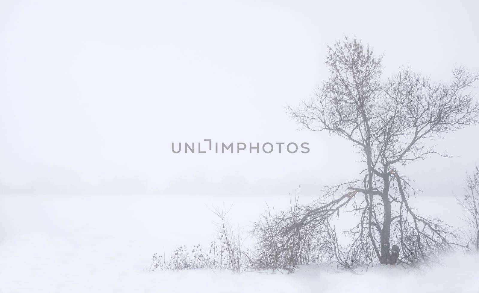 foggy landscape with old broken tree and snowy field in a countryside