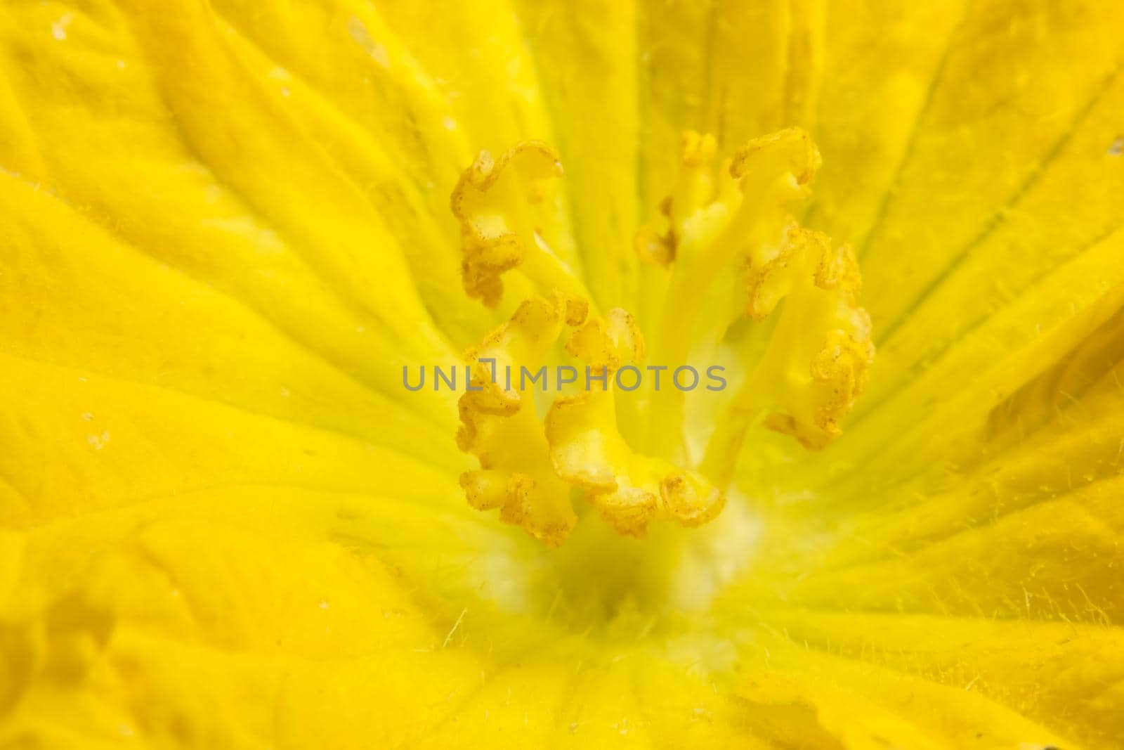 Close-up photo of yellow pumpkin flower pollen