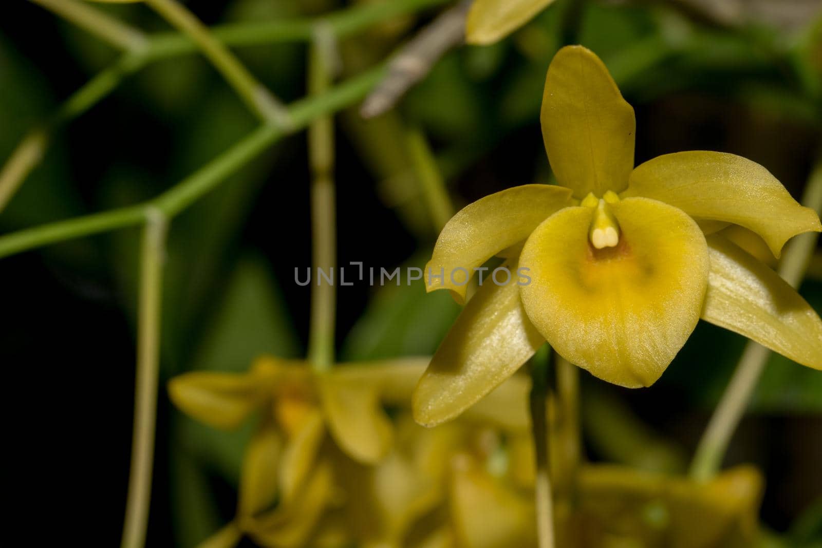 Macro yellow orchid