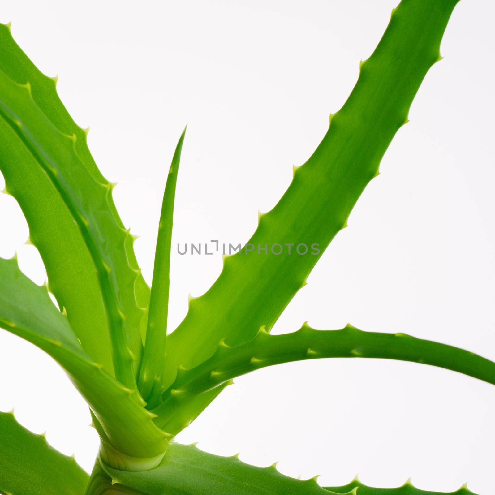 Aloe vera plant isolated on white.- image