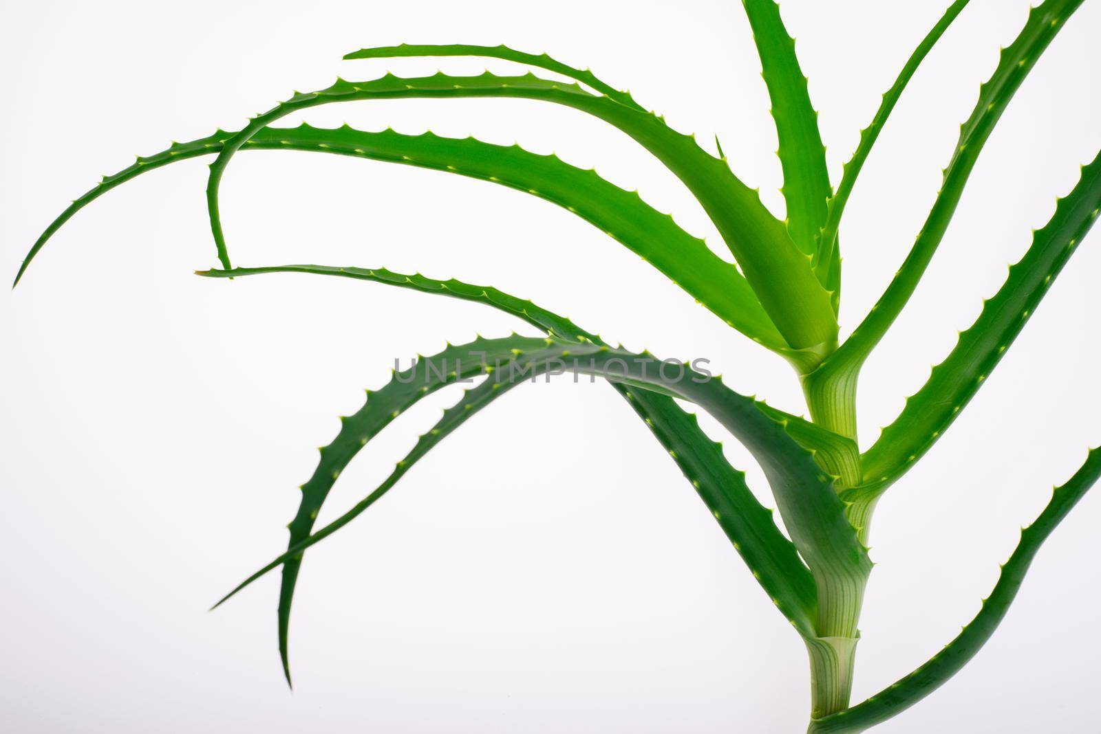 Aloe vera plant isolated on white.- image