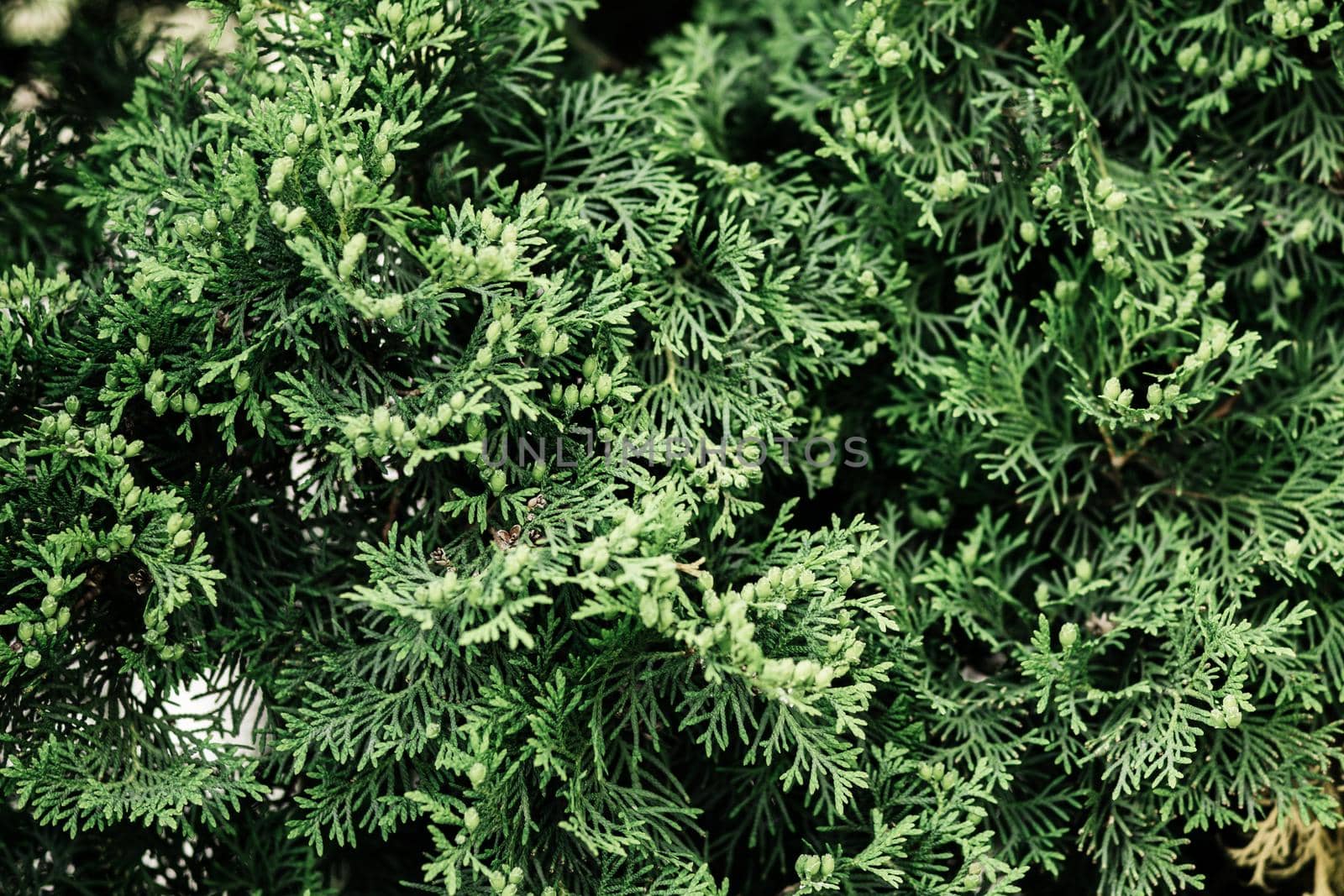 Green twigs of thuja. Beautiful natural background - image