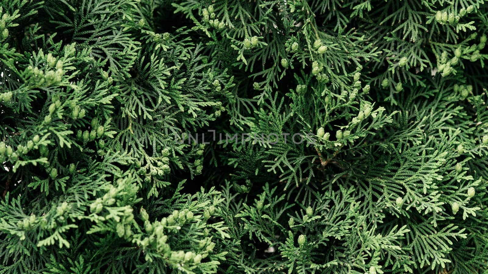 Green twigs of thuja. Beautiful natural background - image