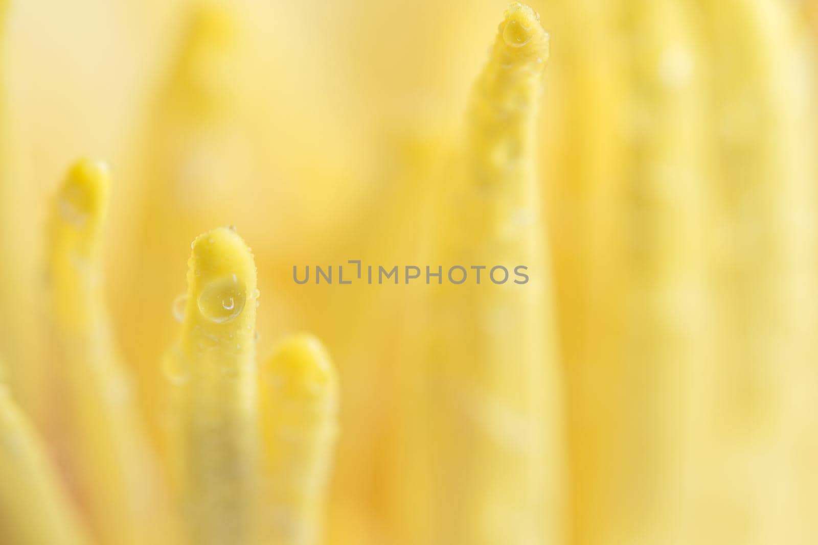 Water drops on yellow lotus pollen by yayimage