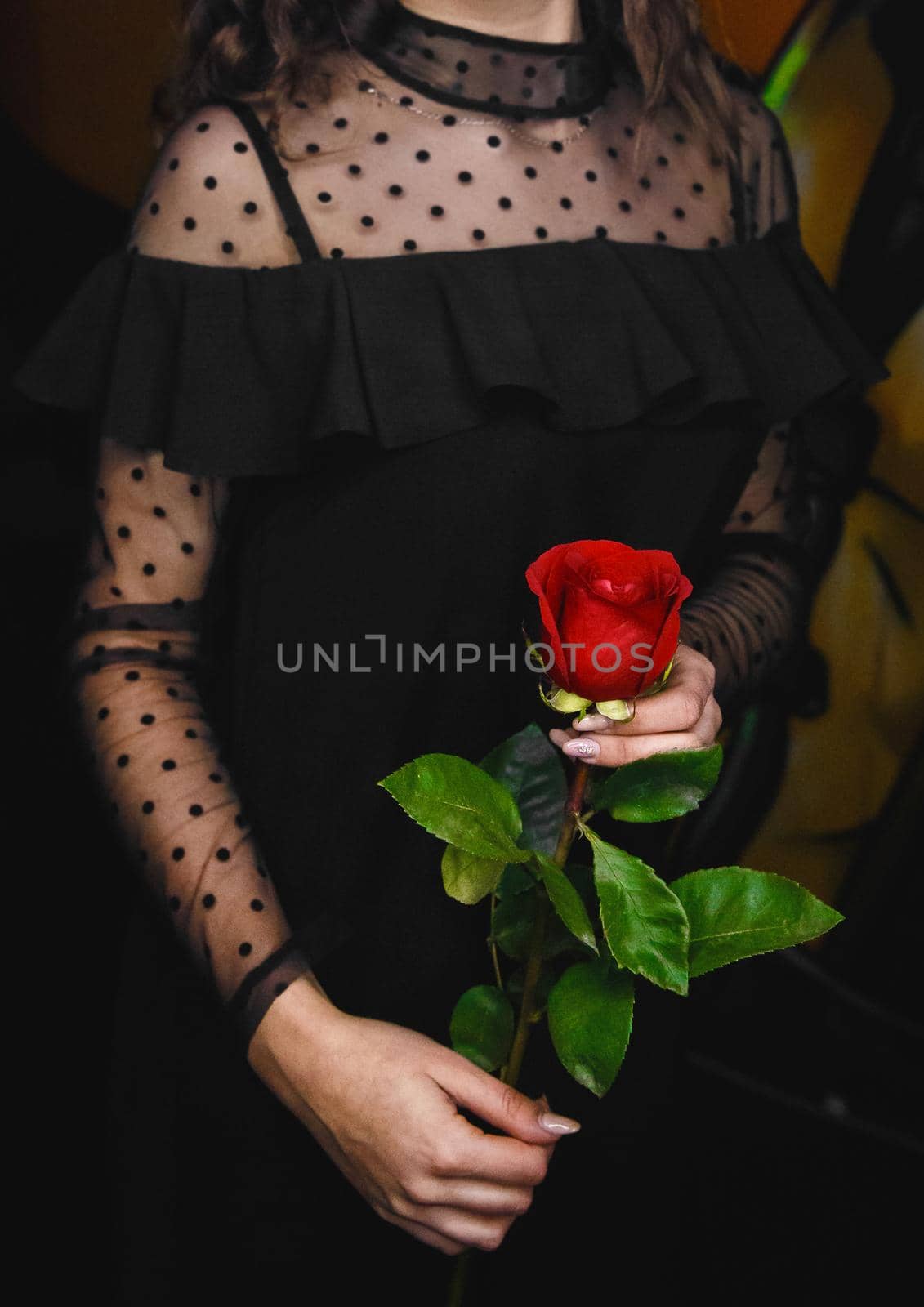 A girl in a black dress holds a red rose in her hands. The concept of giving flowers to girls.