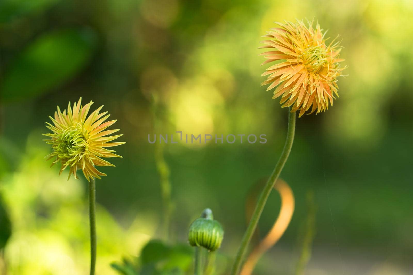 Green background, yellow flowers