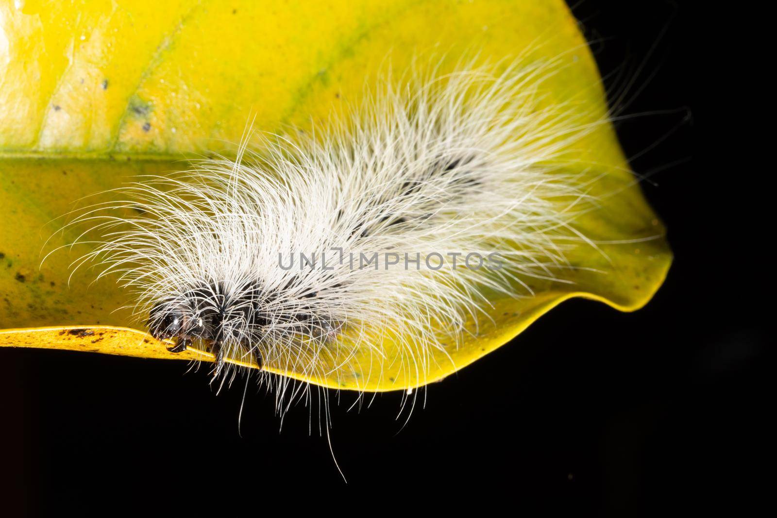 Worm Macro on a Wood