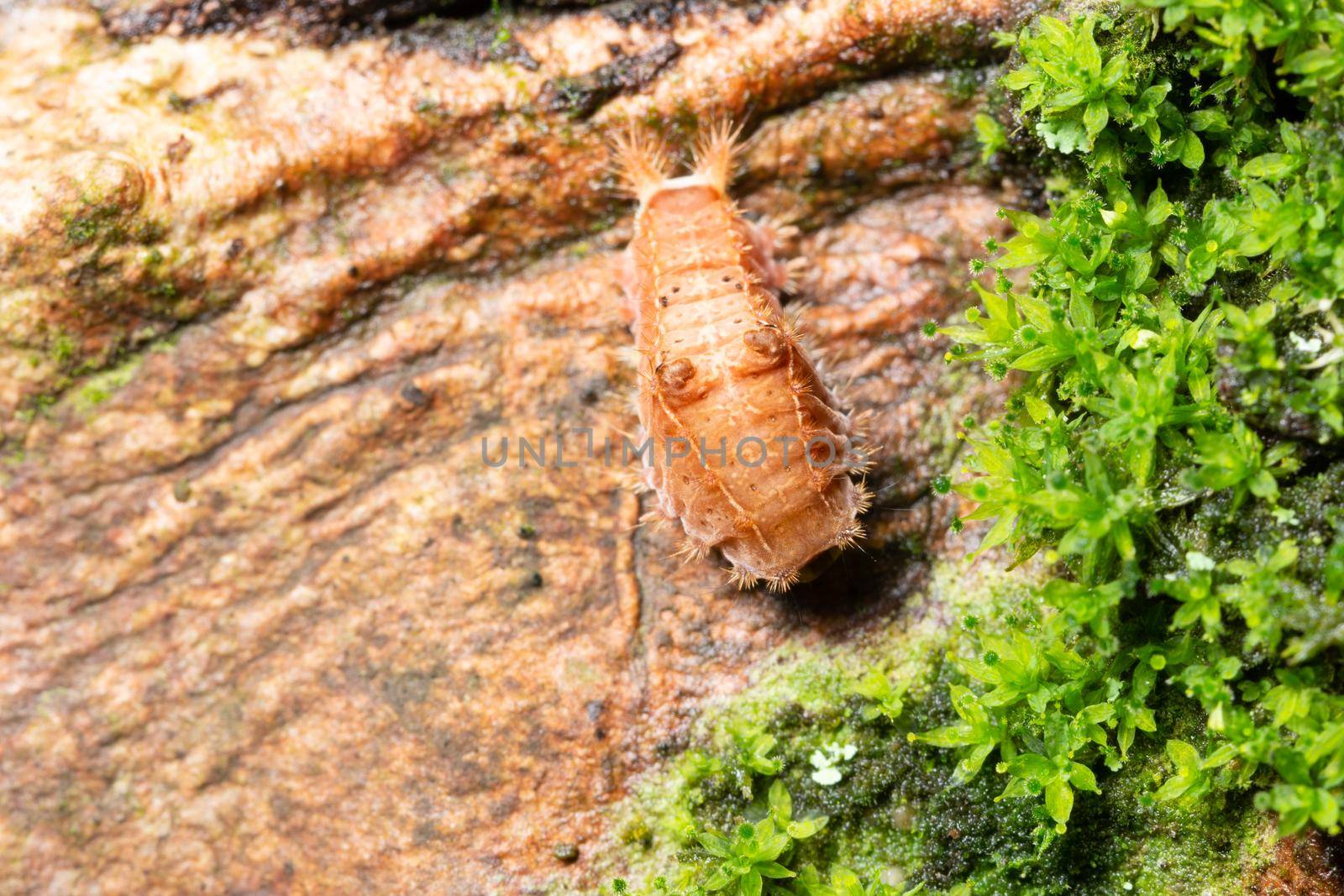 Background worm macro on a wood