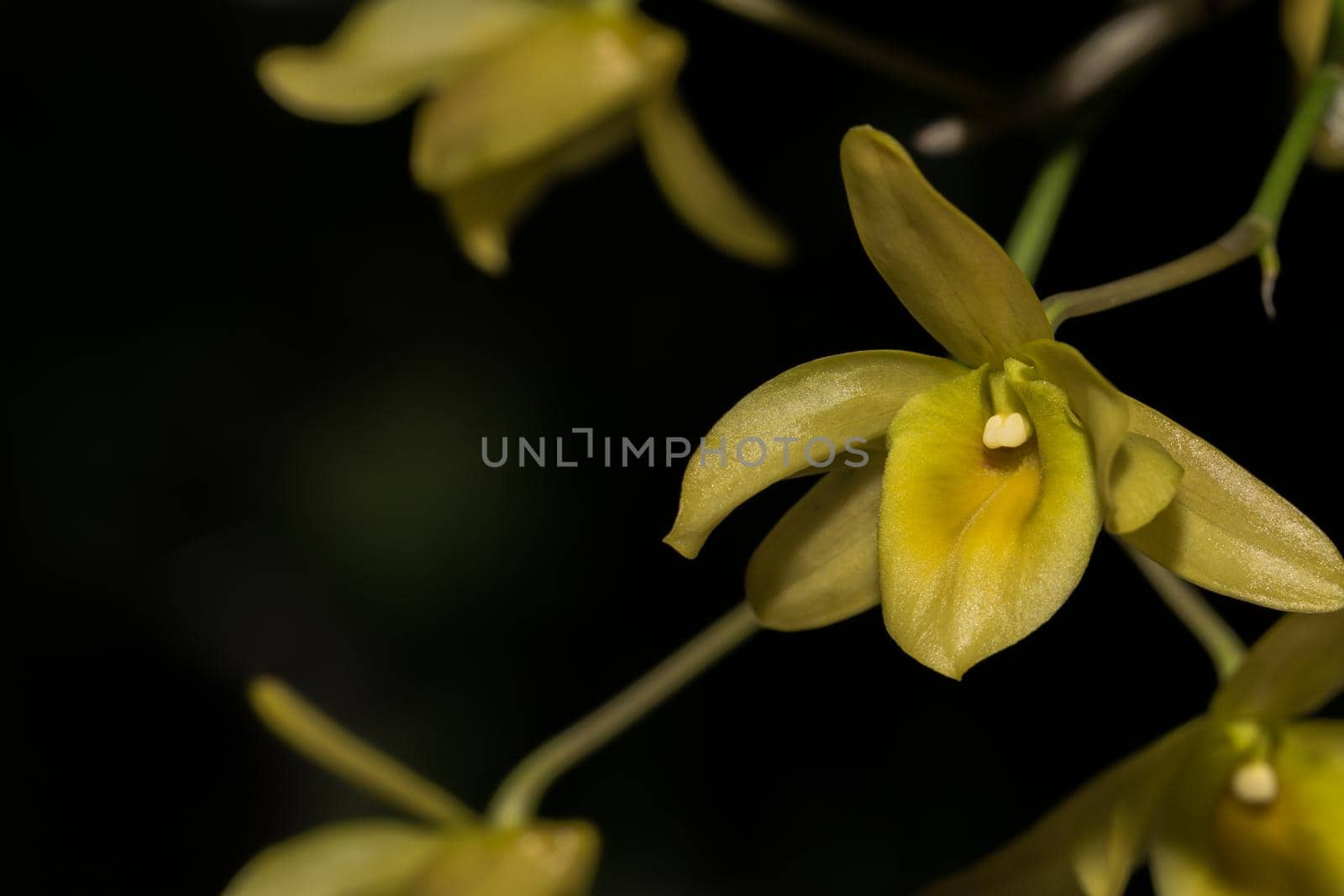 Macro yellow orchid