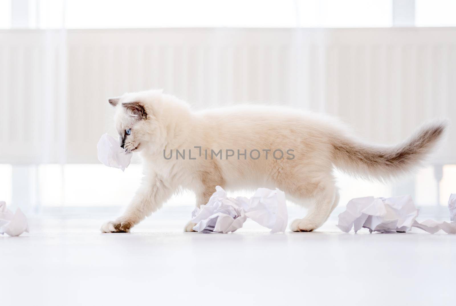 Adorable fluffy white ragdoll cat playing holding in its mouth paper ball in light room with daylight. Lovely cute purebred feline pet outdoors with toys