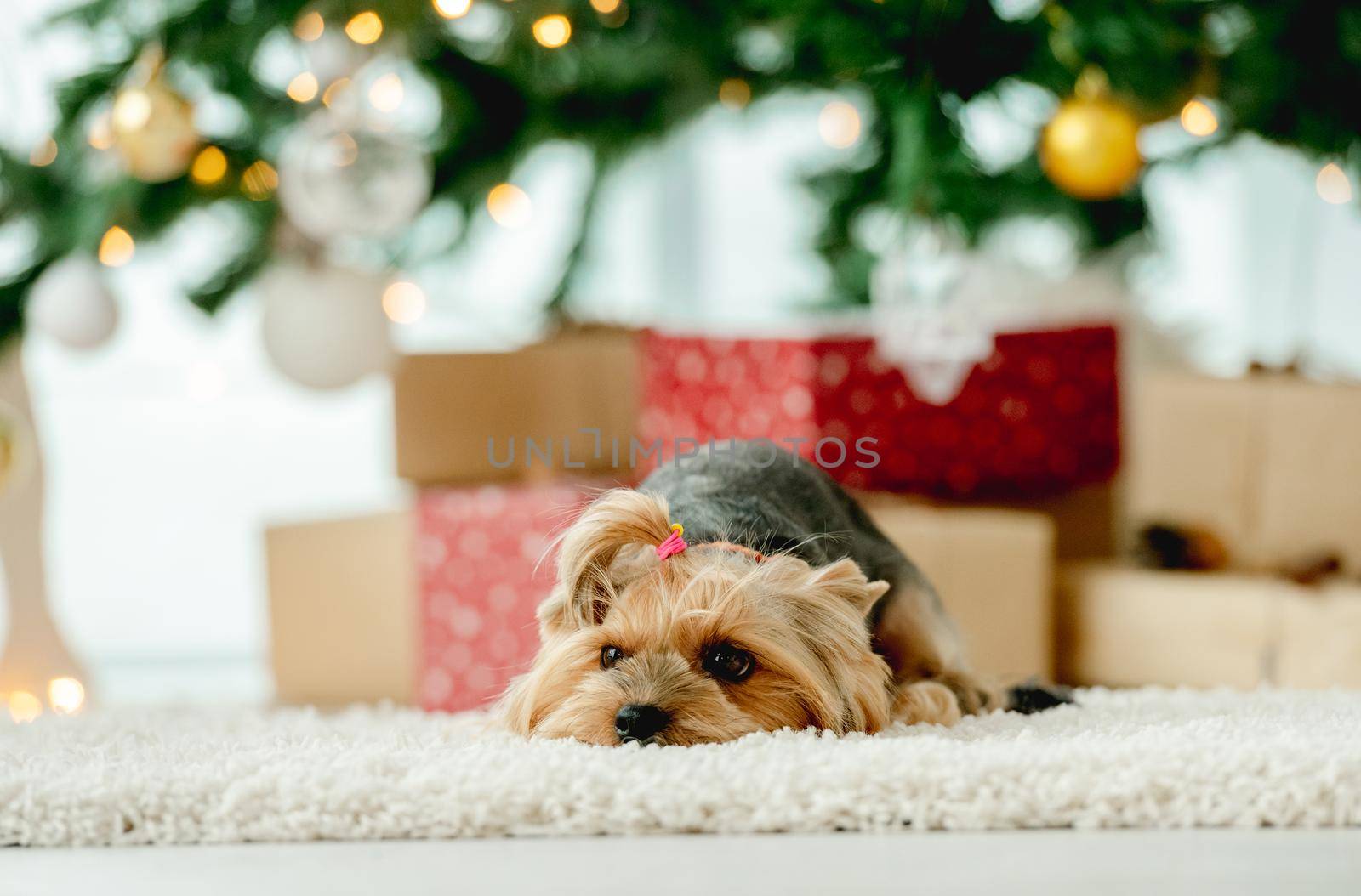 Cute dog york terrier with Christmas tree at home. Adorable doggy pet lying on floor in New Year time with home decoration