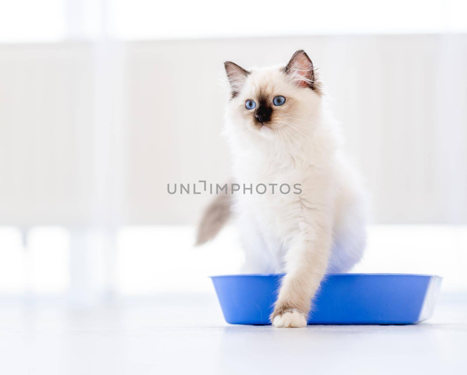 Lovely fluffy white ragdoll cat sitting in the blue toilet tray in light room and looking at the camera. Beautiful purebred feline pet outdoors makes pee