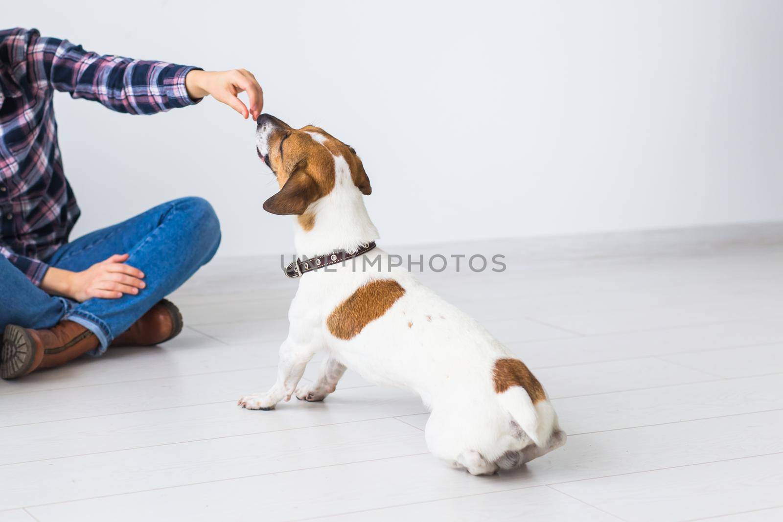 Pets owner concept - Attractive cheerful female in plaid shirt playing with her favourite pet. Happy woman with her jack russell terrier, close-up. by Satura86