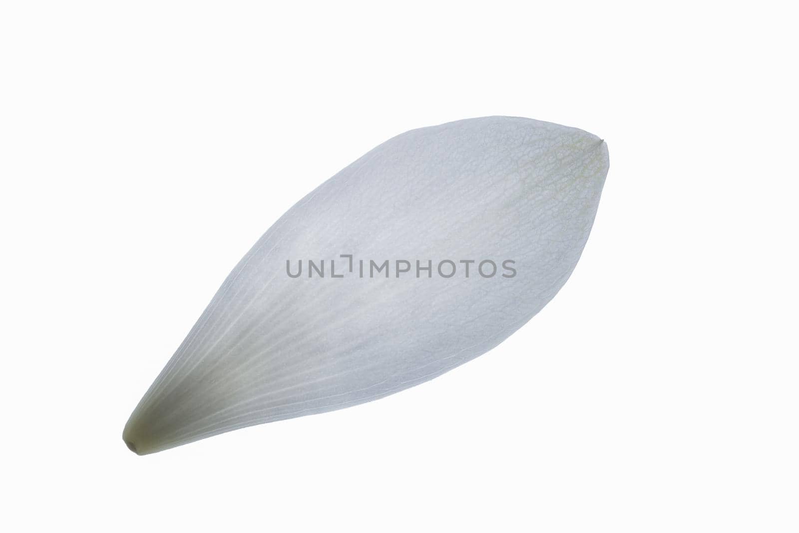 Lotus petals, white background