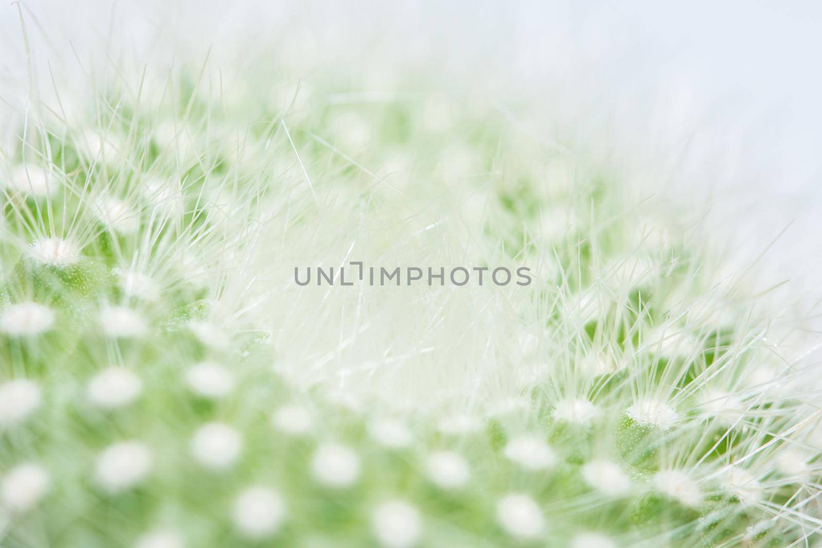 Macro green cactus