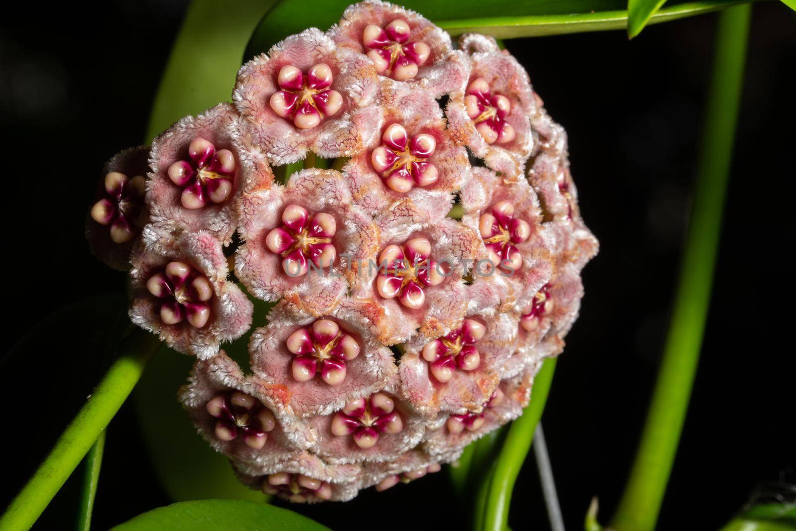 Background Hoya Pink Flower Macro