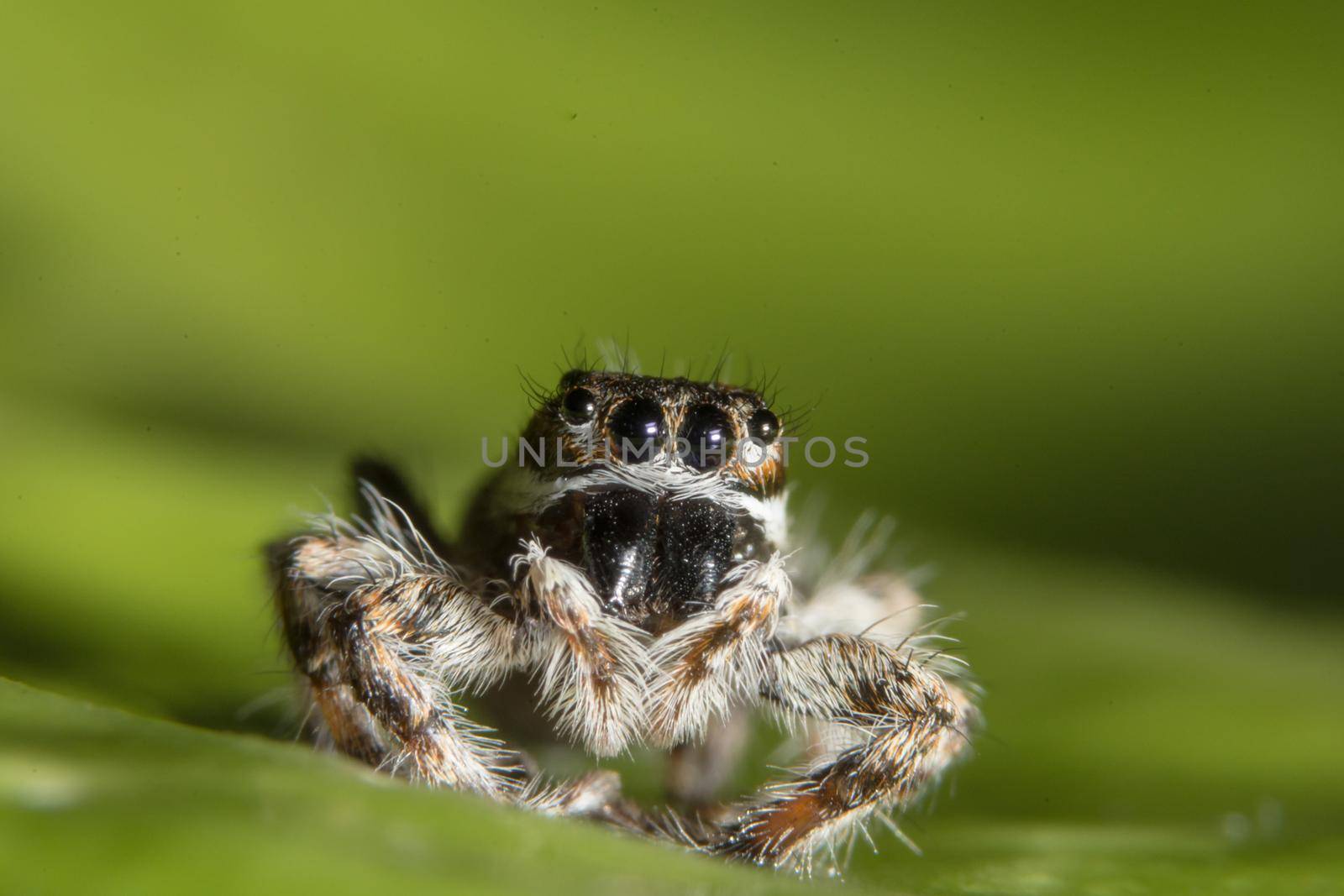 Macro Spider on Leaf