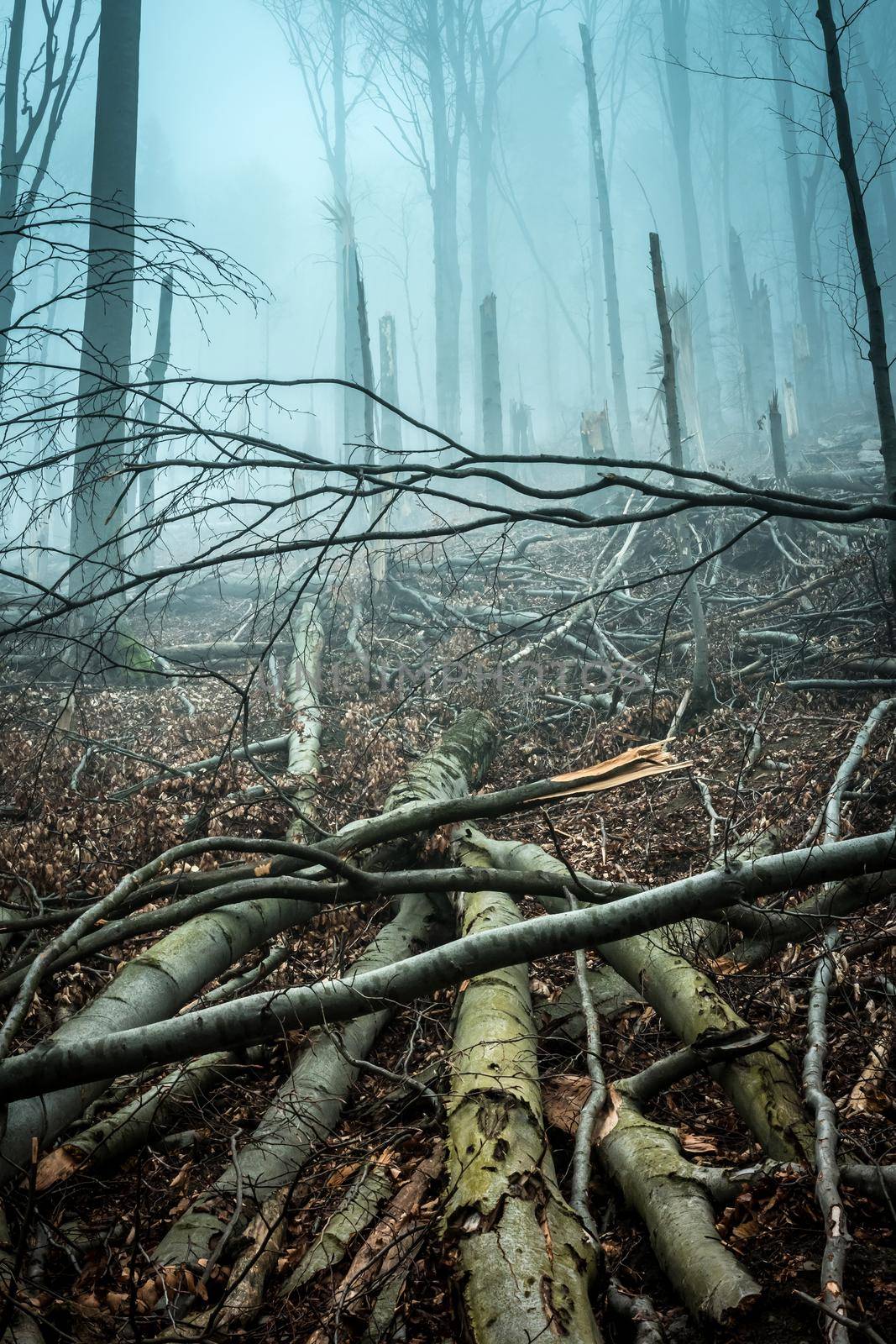 fallen and broken by storm trees in forest in Carpathian mountains