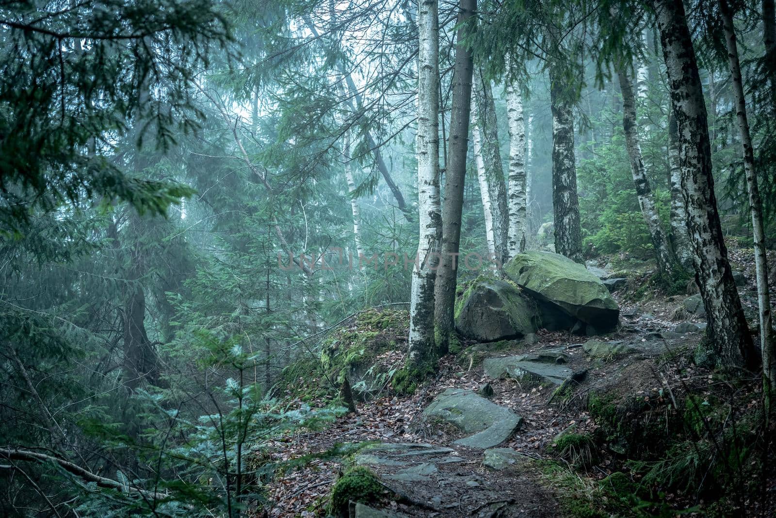 beautiful green landscape of misty wood