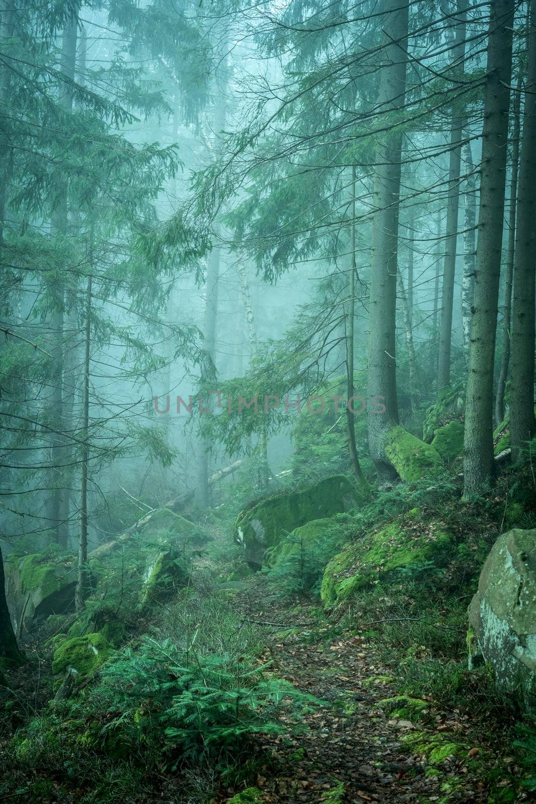 landscape of misty wood in mountains by GekaSkr