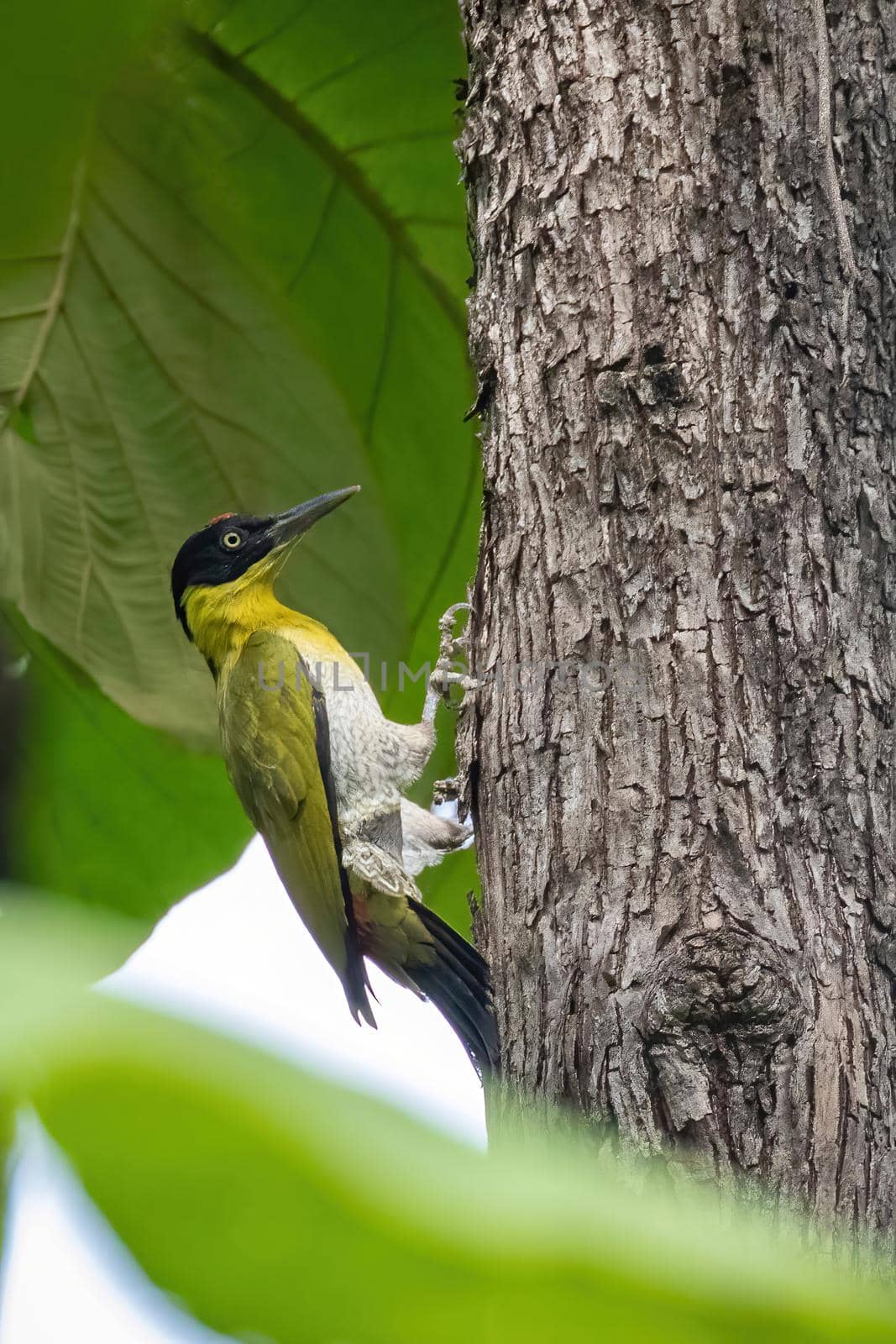 Image of Black-headed Woodpecker (Picus erythropygius)perched on a tree on nature background. Bird. Animals.