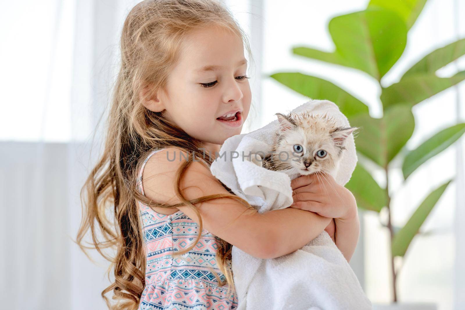 Child girl holding wet ragdoll kitten in towel after cleaning. Preschool female kid with kitty pet after shower