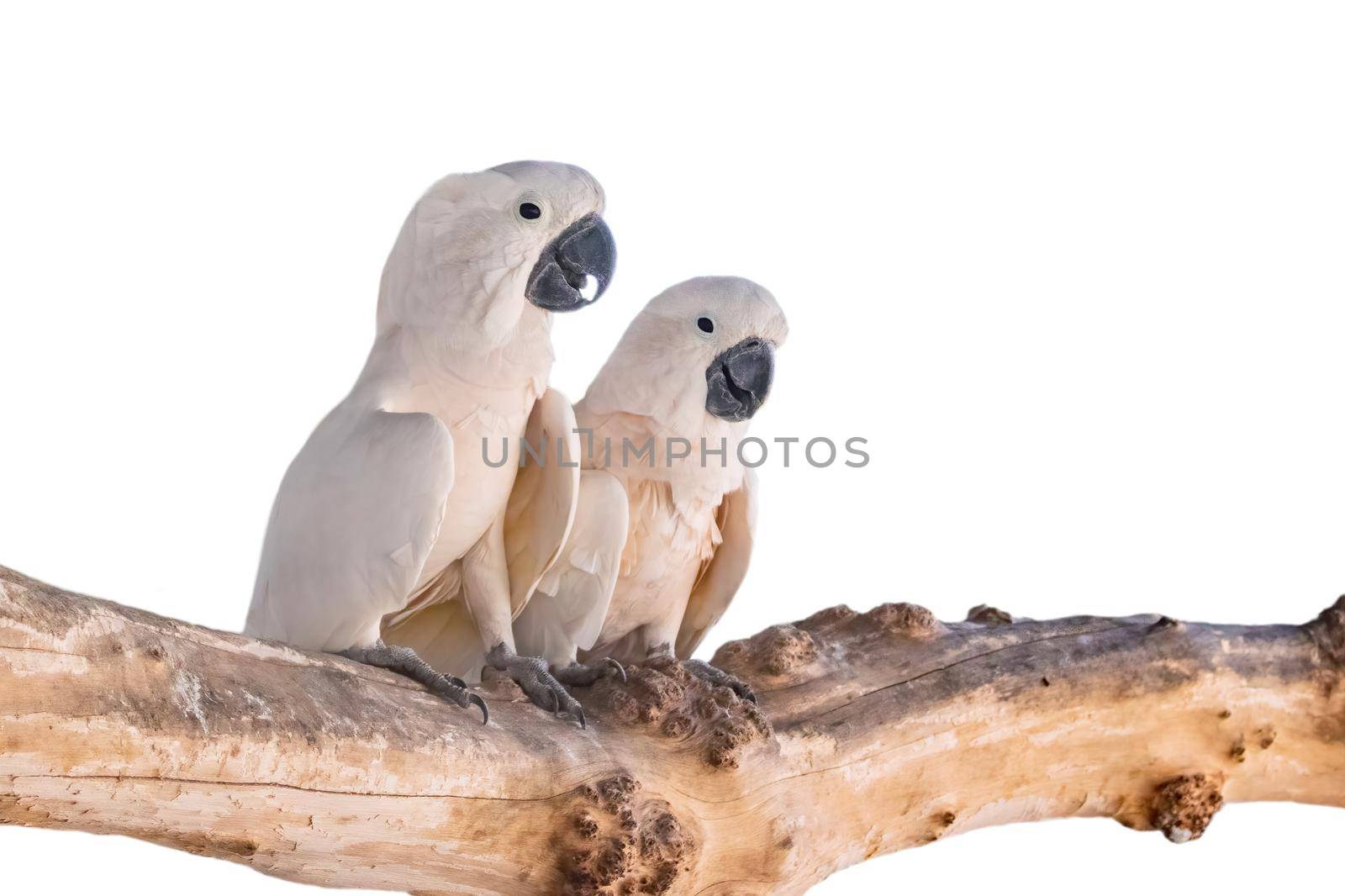 Two white parrots perched on a timber on white background. Birds. Animals.