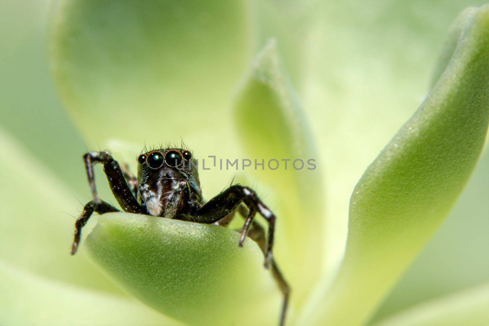 Macro Spider on Leaf