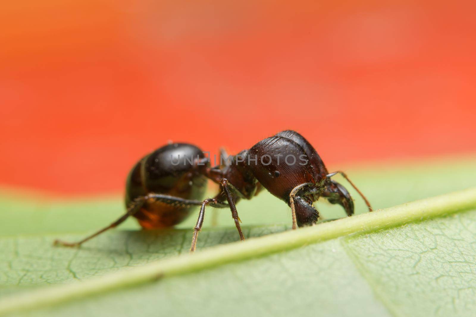 macro red ant