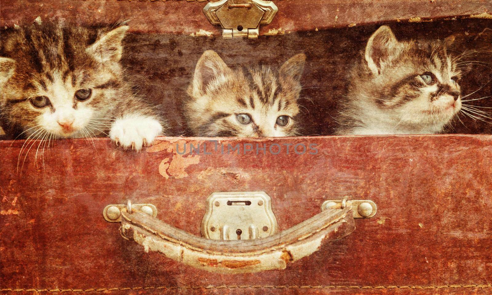 Kittens in suitcase by alexAleksei