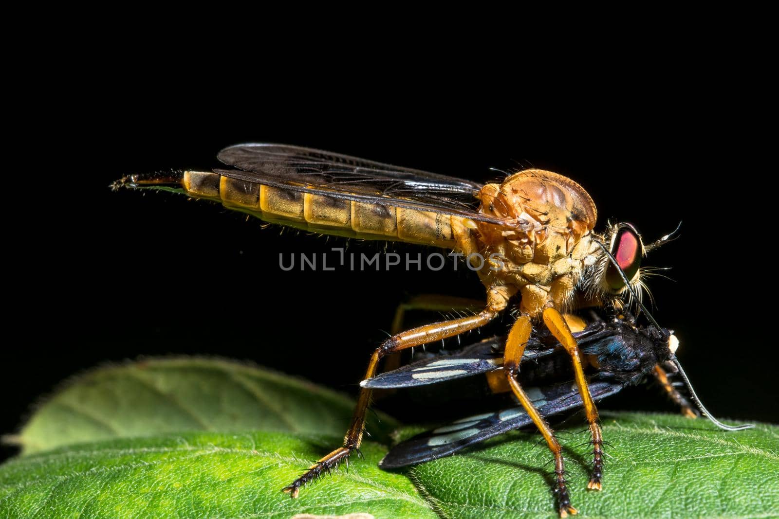 Robberfly is eating food by yayimage