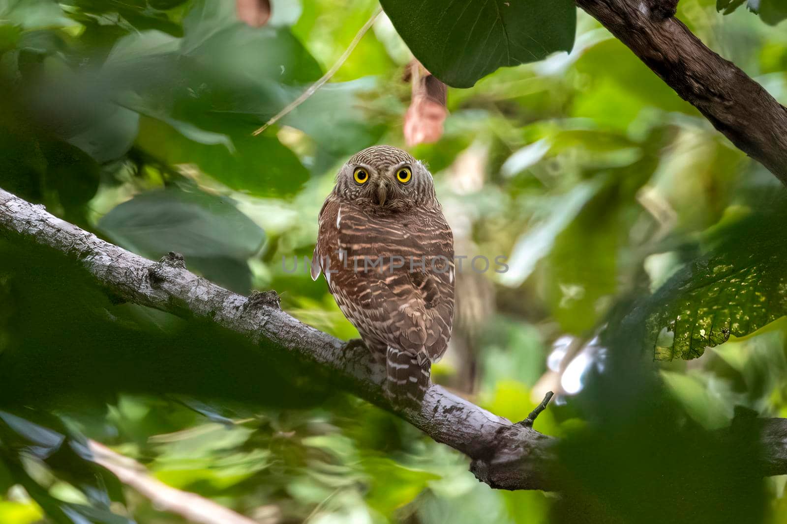 Image of asian barred owlet (Glaucidium cuculoides) on nature background. Owl. Bird. Animals. by yod67