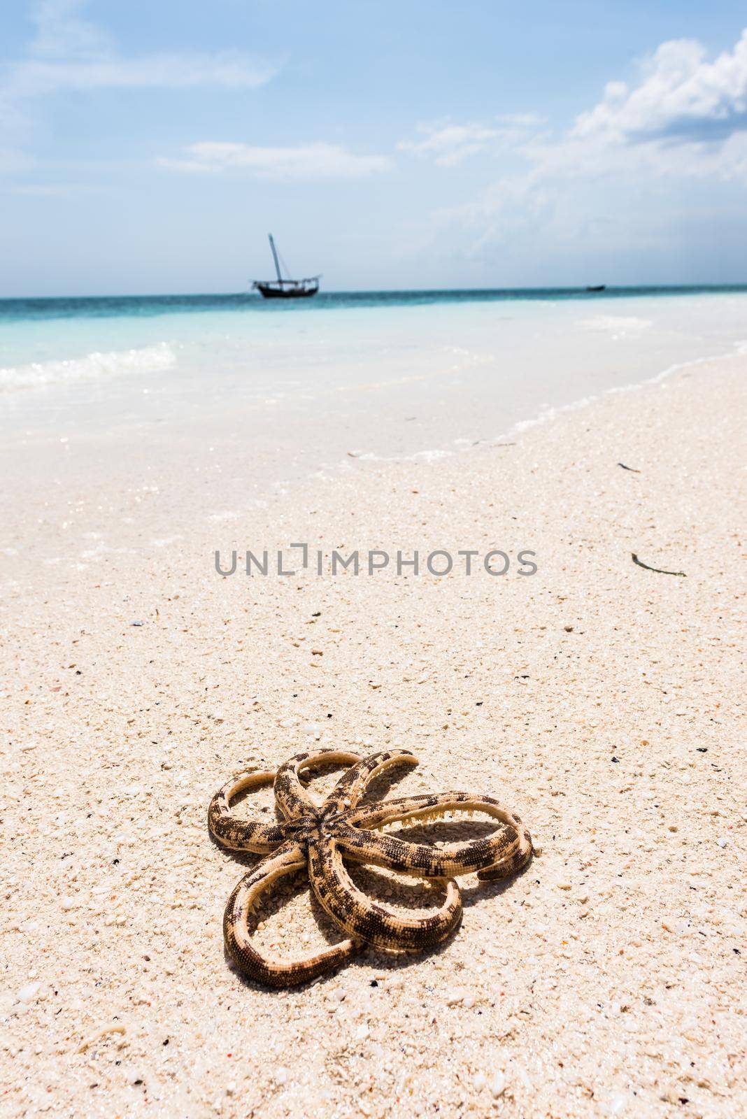 octopus on seashore with ocean on the background by GekaSkr
